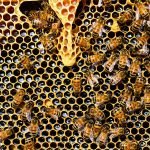 See-Our-Bees-Working-Live